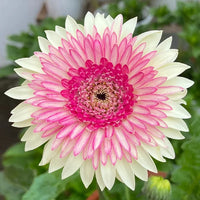 Gerbera Flower Seeds