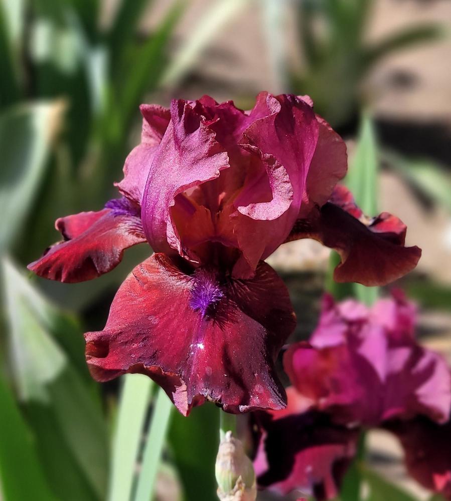 Redneck Girl Bearded Iris