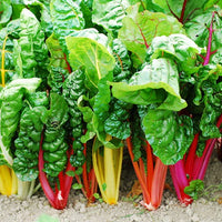 Swiss Chard Bright Yellow Imported Vegetable Seeds