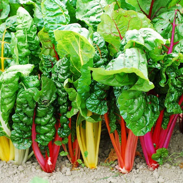 Swiss Chard Bright Yellow Imported Vegetable Seeds