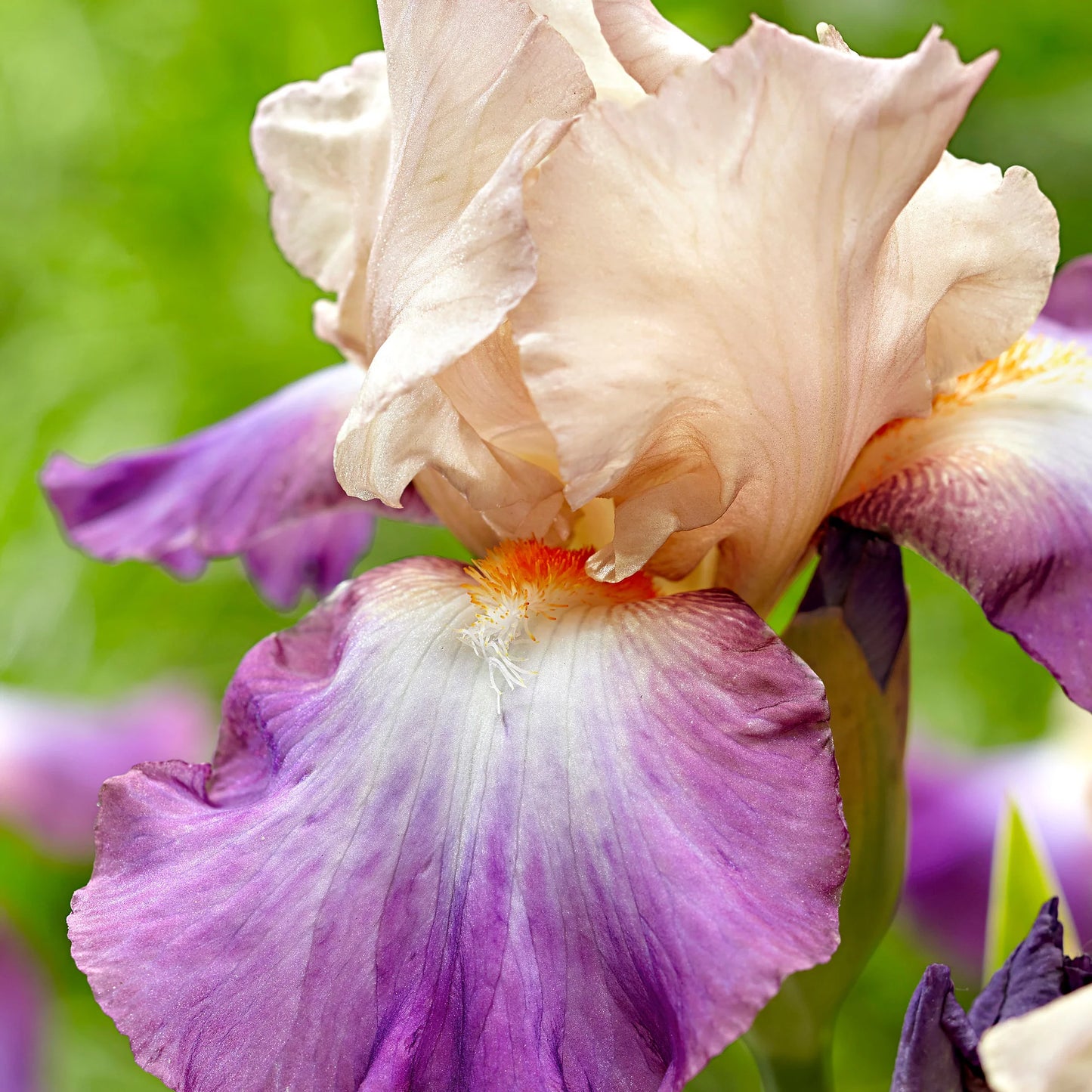 Pathway Border Bearded Iris Seeds