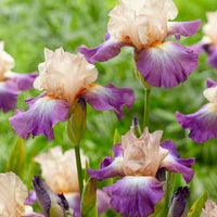 Pathway Border Bearded Iris Seeds