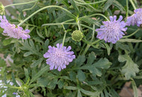 Pincushion Flower- Lavender Blue