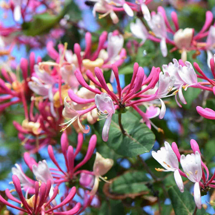 Heirloom Cape Honeysuckle Flower Seeds, Non-GMO Vibrant Blooms for Planting