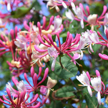 Heirloom Cape Honeysuckle Flower Seeds, Non-GMO Vibrant Blooms for Planting