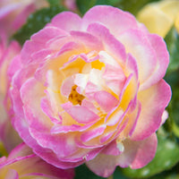 Life of the Party Floribunda Rose