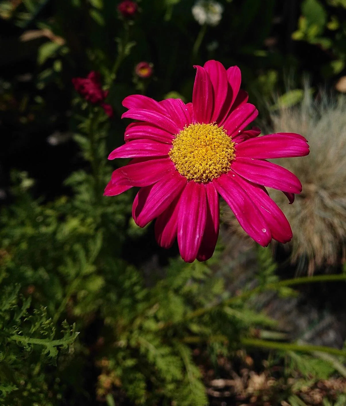 Painted Daisy- Robinson's Blend