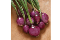 Purplette – Organic Onion Seed
