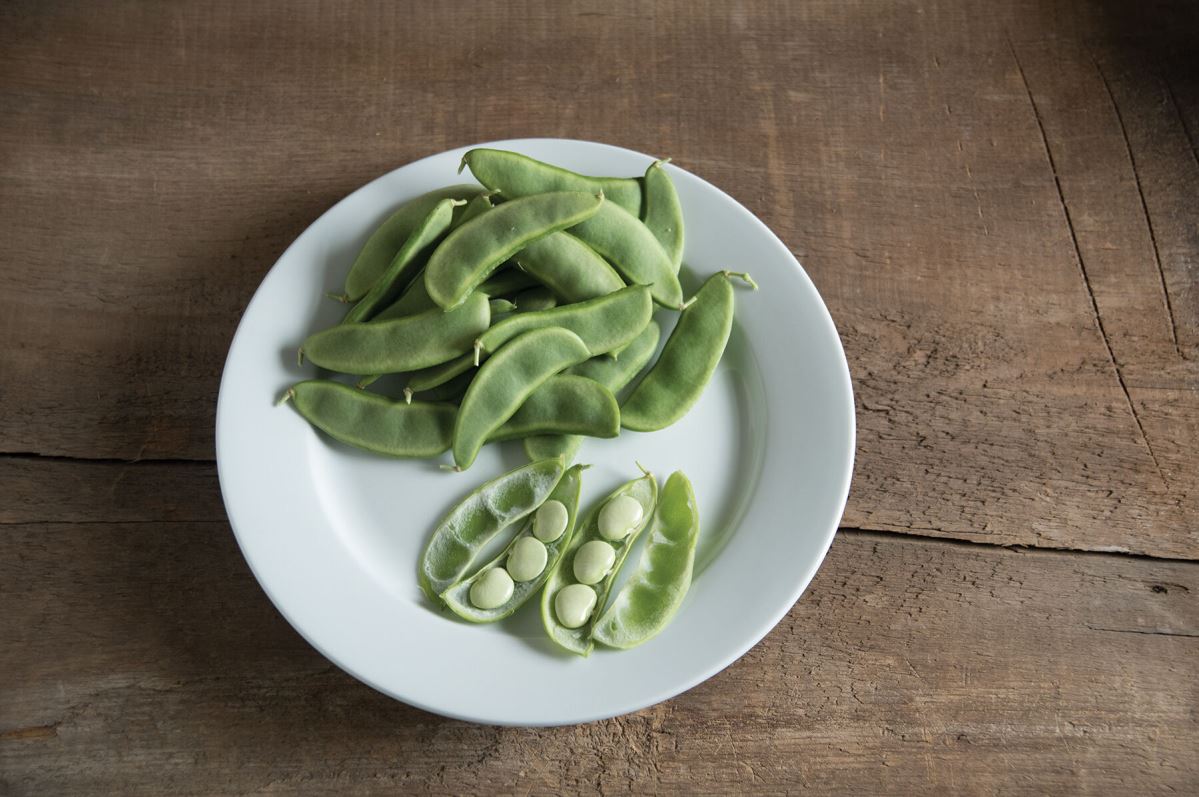 Fordhook 242 – Bean Seed