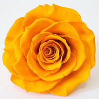 Exotic Rainbow Rose Plants Mixed Colors Rosa Planta Seeds