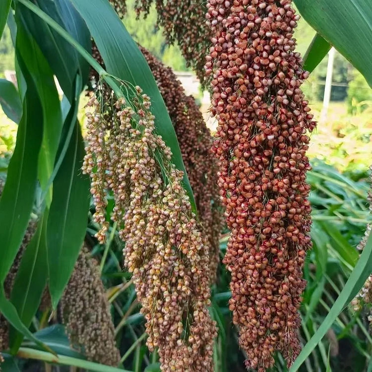 Sorghum Seeds