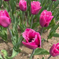 Louvre Tulip Seeds