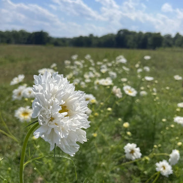 Double Click Snow Puff – Cosmos Seed