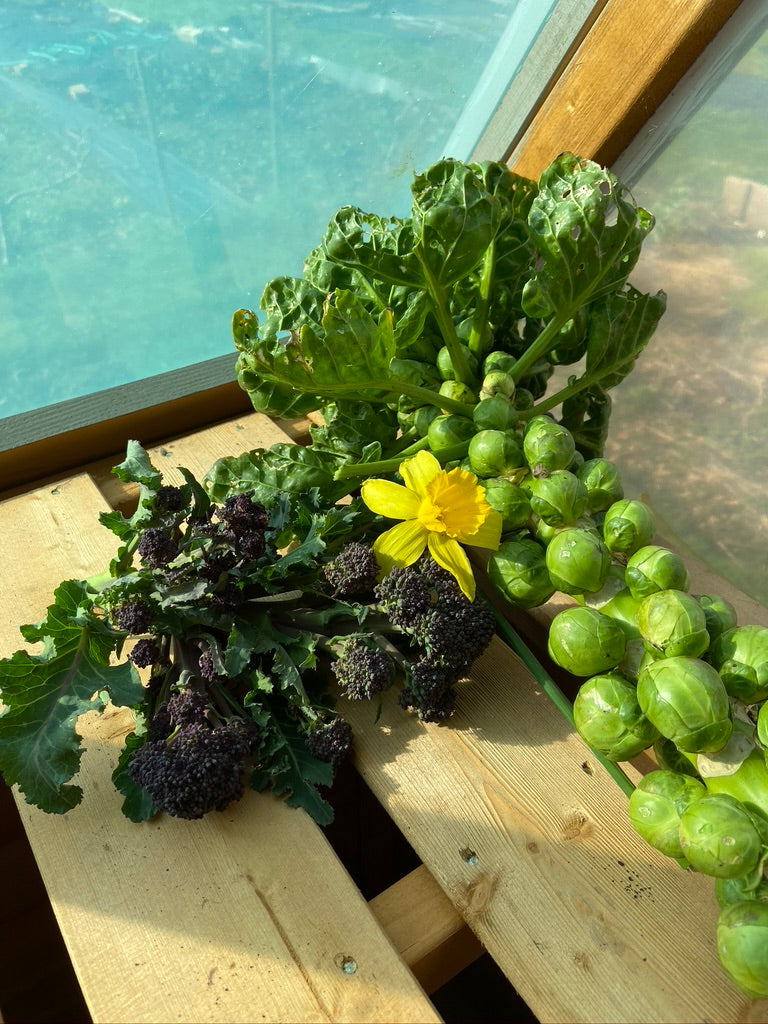 Diablo – Brussels Sprout Seed