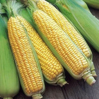 Corn, Sweet- Balinese