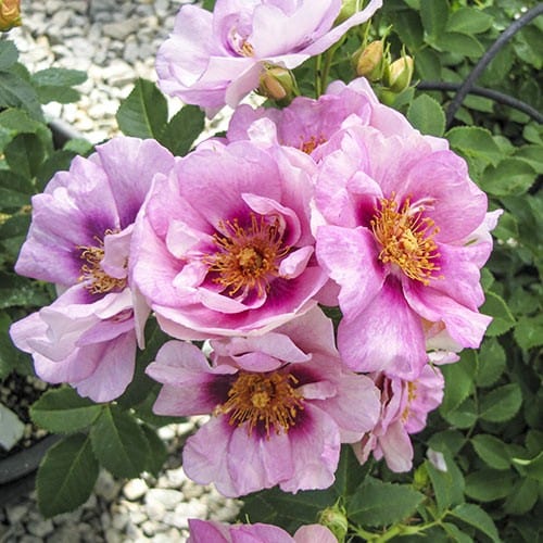 Easy on the Eyes Shrub Rose