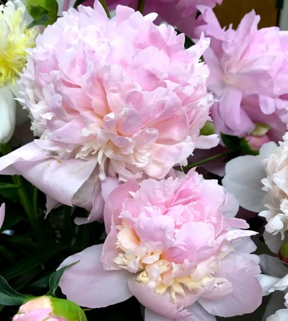 Eden's Perfume Peony