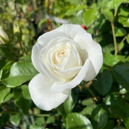 White Rose Heirloom Non-GMO Seeds for Planting