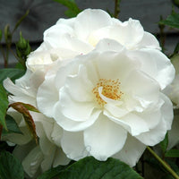Iceberg Floribunda Rose