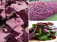 Ruby Red Orach – Organic Green Seed
