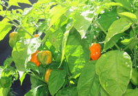 Milena – Bell Pepper Seed