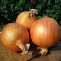 Madalyn – Organic Onion Seed
