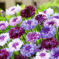 Cornflower Planting Seeds heirloom & Non-GMO Seeds