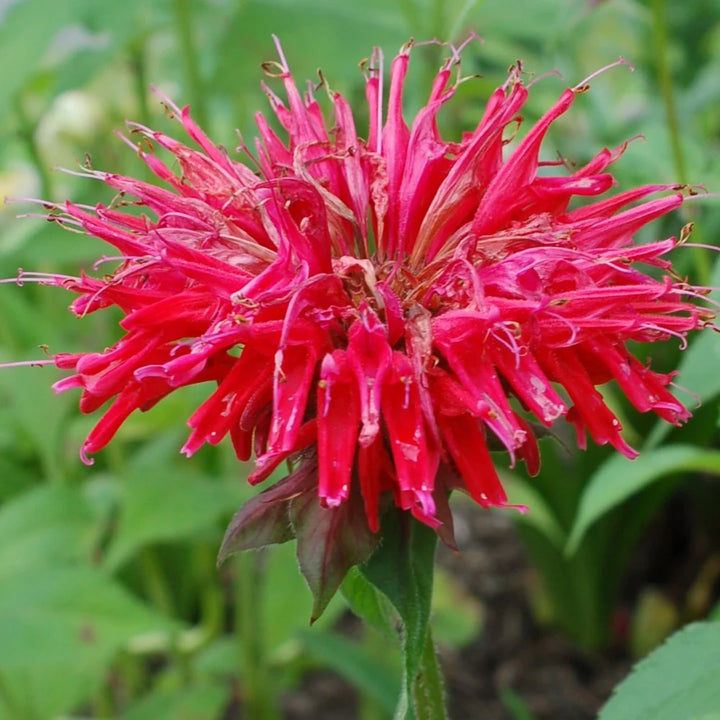 Heirloom Non-GMO Red Monarda Didyma Flower Seeds for Pollinator-Friendly Gardens and Vibrant Planting
