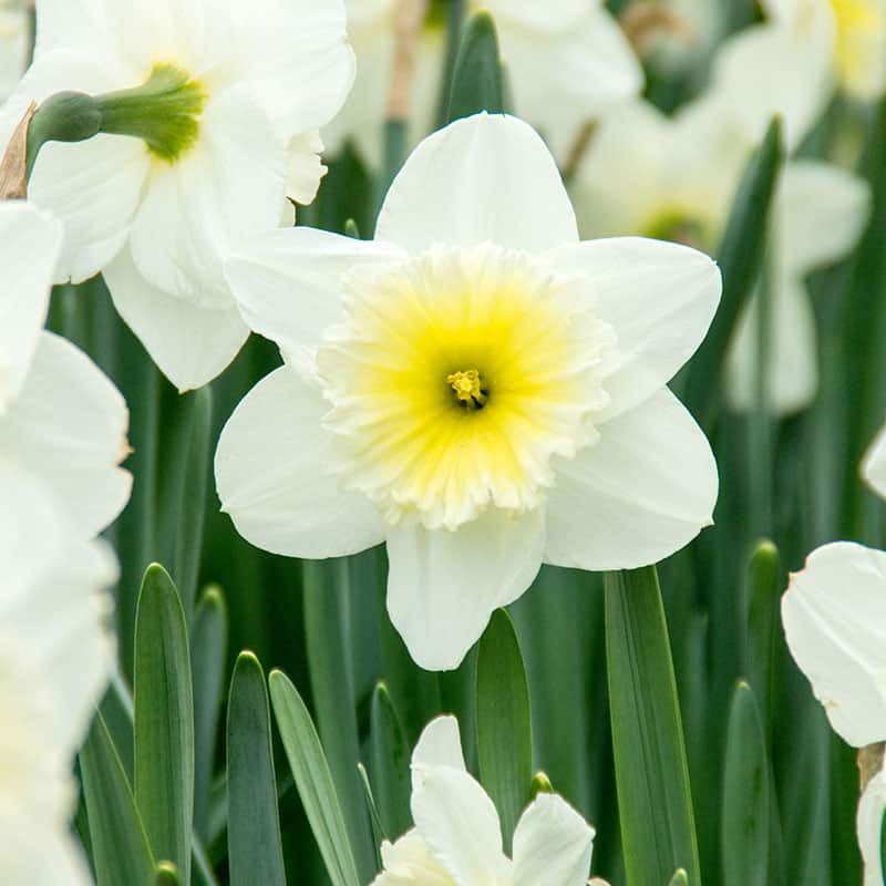 Ice Follies Daffodil Seeds