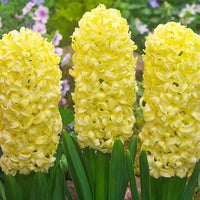 Yellow Hyacinthus Orientalis Flower Seeds for Planting NON GMO Seeds for planting in home garden