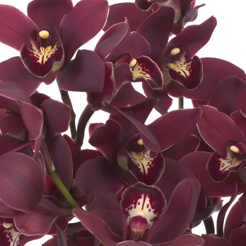 Cymbidium Orchid Seeds - Heirloom Non-GMO Planting Flower Seeds for planting in home garden