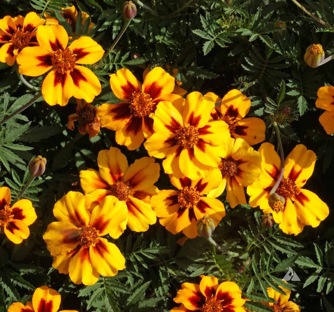 Heirloom Non-GMO Marigold Marietta Flower Seeds for Garden Planting for planting in home garden