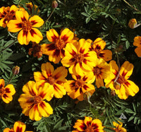Heirloom Non-GMO Marigold Marietta Flower Seeds for Garden Planting for planting in home garden