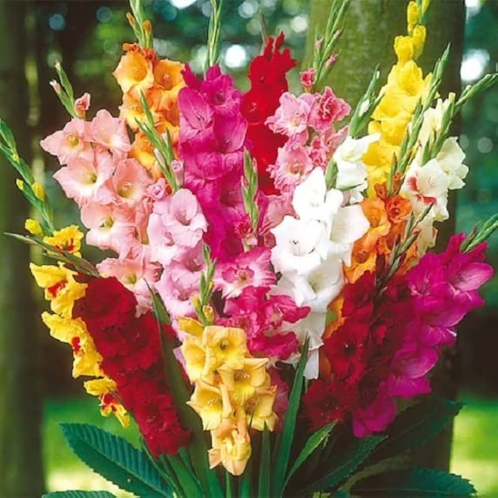 Heirloom Non-GMO Gladiolus Flower Seeds | Perennial Sword Lily Blooms for Garden Borders for planting in home garden