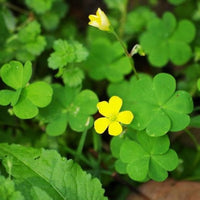 Green Leaf Clover Flower Seeds for planting in home garden