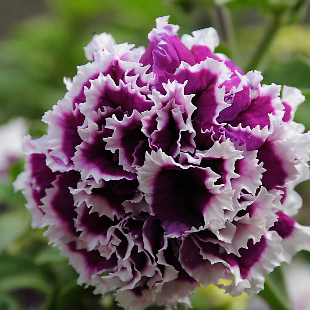 Violet Double Petunia Flower Seeds for Planting - Heirloom, NON-GMO, Easy-Grow Garden Blooms for planting in home garden
