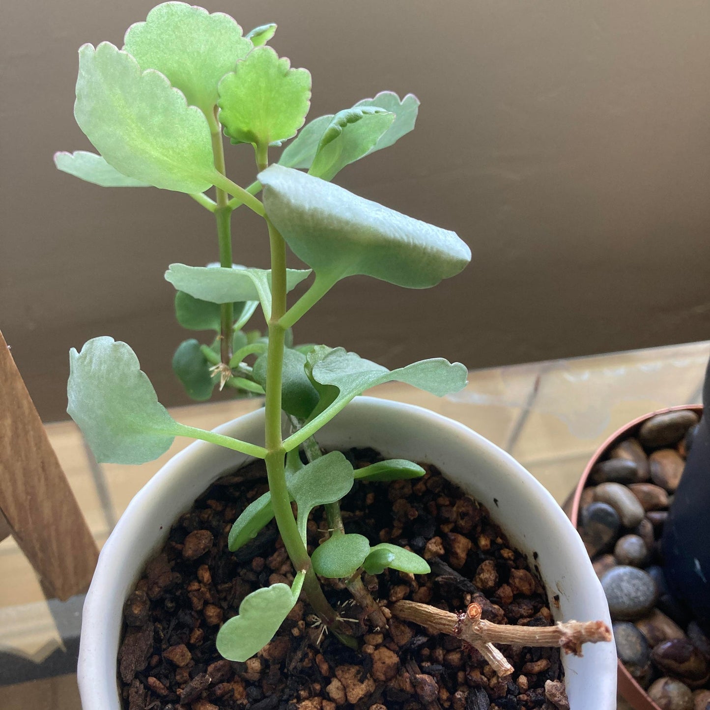 Green (Green scientific name) for planting in garden