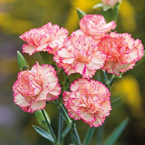 Heirloom Non-GMO Pink White Carnation Flower Seeds with Charming Color for planting in home garden