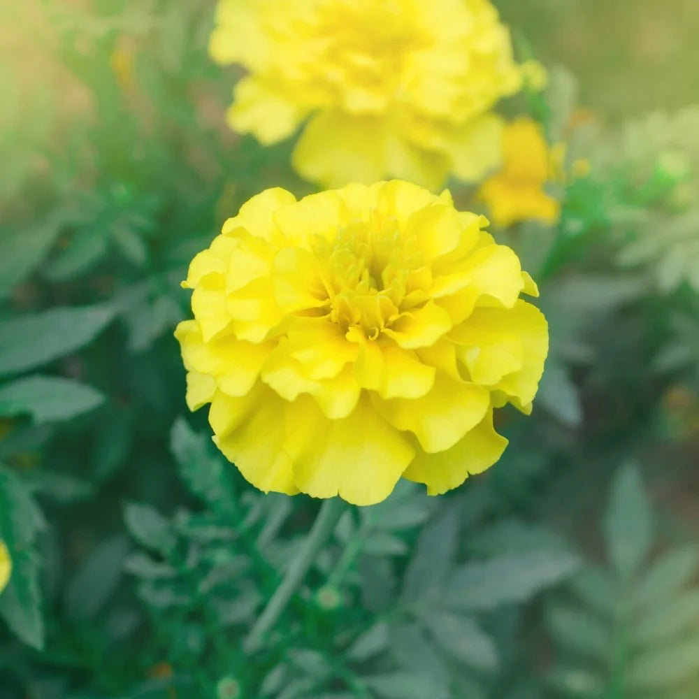 Marigold Inca Yellow Flower Seeds
