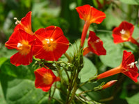 Ipomoea Morning Glory Flower Seeds