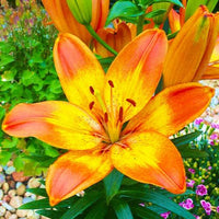 Pot Asiatic Lily- Happy Memories