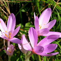 Heirloom Non-GMO Purple Colchicum Flower Seeds for Autumn Garden Planting