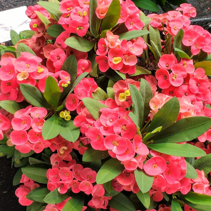 Heirloom Euphorbia Milii Flower Seeds for Planting, Non-GMO Seeds