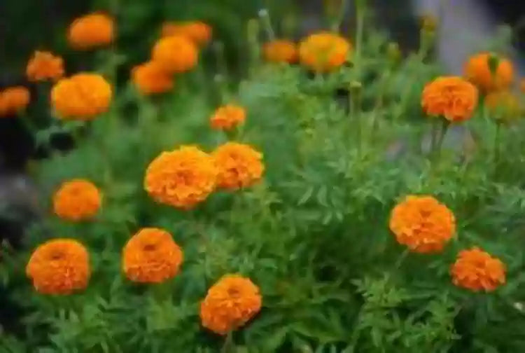 Marigold Orange Dwarf Double Flower Seeds
