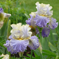 Gilt Edged Bond Bearded Iris