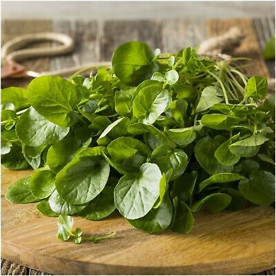 Watercress Seeds | 100% Guaranteed