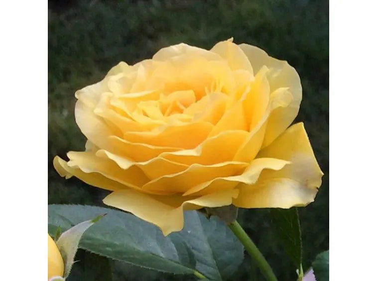 Doris Day Floribunda Rose