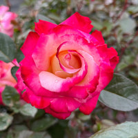 Dick Clark Grandiflora Rose