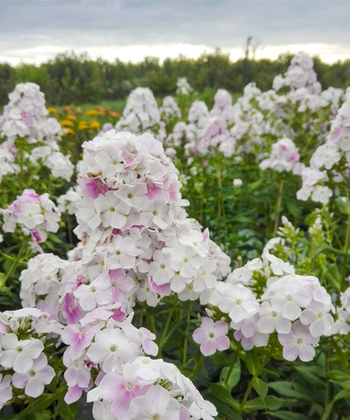 Cool Water Phlox