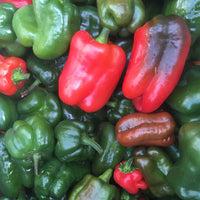 Olympus – Bell Pepper Seed